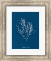 Framed Delicate Coral III