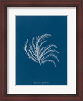 Framed Delicate Coral II