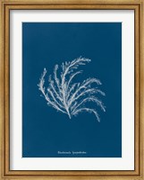 Framed Delicate Coral II