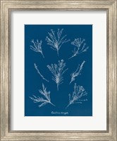 Framed Delicate Coral I