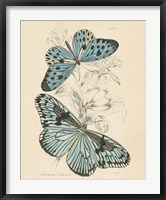 Framed Assortment Butterflies II