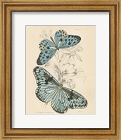 Framed Assortment Butterflies II