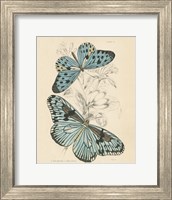 Framed Assortment Butterflies II