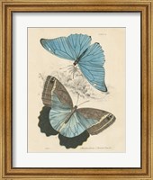 Framed Assortment Butterflies I