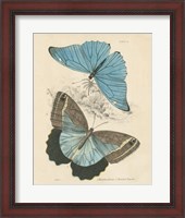 Framed Assortment Butterflies I