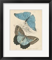 Assortment Butterflies I Framed Print