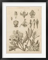 Framed Rhododendrons Vintage
