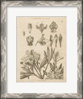 Framed Rhododendrons Vintage