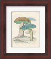 Framed Funghi Italiani Mushrooms