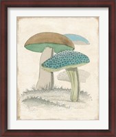 Framed Funghi Italiani Mushrooms