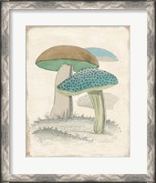 Framed Funghi Italiani Mushrooms