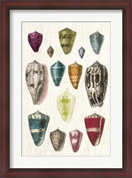 Framed Colorful Shell Assortment I v2