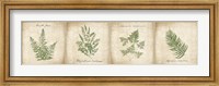Framed Vintage Ferns - 4 Image Panel