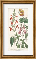 Framed Salvia Florals I