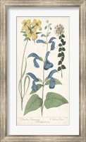 Framed Salvia Florals II
