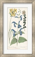 Framed Salvia Florals II
