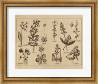 Framed Botanical Floral Chart I Vintage