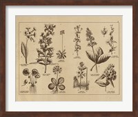 Framed Botanical Floral Chart I Vintage