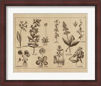Framed Botanical Floral Chart I Vintage