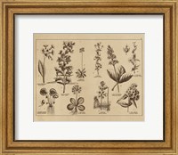 Framed Botanical Floral Chart I Vintage