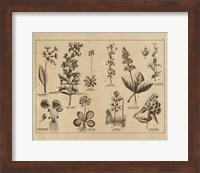 Framed Botanical Floral Chart I Vintage