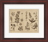 Framed Botanical Floral Chart I Vintage