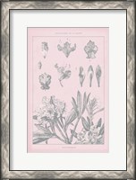 Framed Rose Quartz Rhododendron