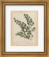 Framed Botanical Fern III Mossy Green