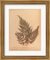 Framed Botanical Fern XVIII