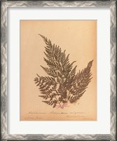 Framed Botanical Fern XVIII