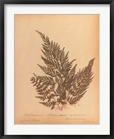 Framed Botanical Fern XVIII