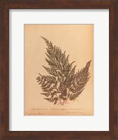 Framed Botanical Fern XVIII