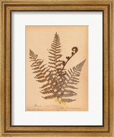 Framed Botanical Fern IV