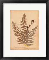 Botanical Fern IV Framed Print