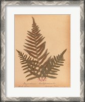 Framed Botanical Fern XI