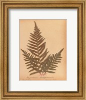 Framed Botanical Fern XI