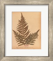 Framed Botanical Fern XI