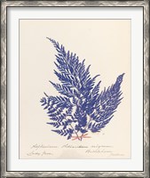 Framed Botanical Fern XVIII Blue