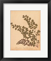 Botanical Fern III Framed Print