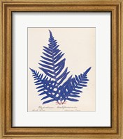 Framed Botanical Fern XI Blue