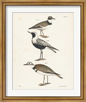 Framed Shore Birds III