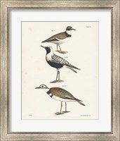 Framed Shore Birds III