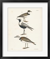 Shore Birds III Framed Print