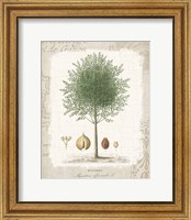 Framed Garden Trees I - Nutmeg Tree