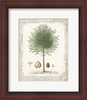 Framed Garden Trees I - Nutmeg Tree