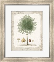Framed Garden Trees I - Nutmeg Tree