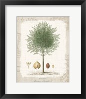 Garden Trees I - Nutmeg Tree Framed Print