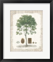 Garden Trees I - Tropical Gayc Tree Framed Print