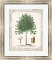 Framed Garden Trees I - Angusture