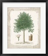 Framed Garden Trees I - Angusture